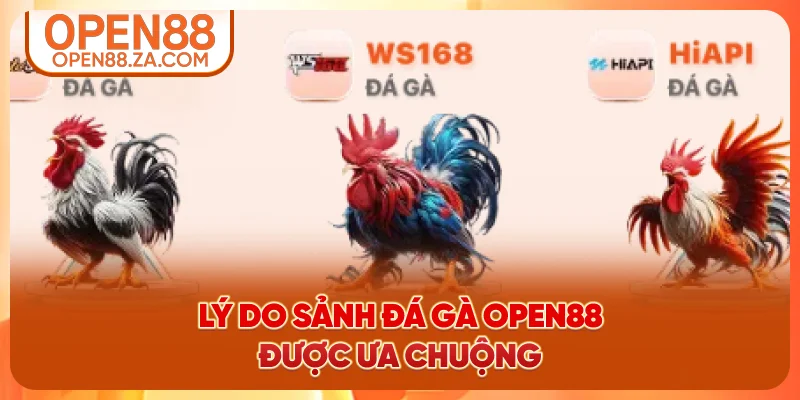 Lý do sảnh đá gà OPEN88 được hội viên ưa chuộng Lý do sảnh đá gà OPEN88 được hội viên ưa chuộng